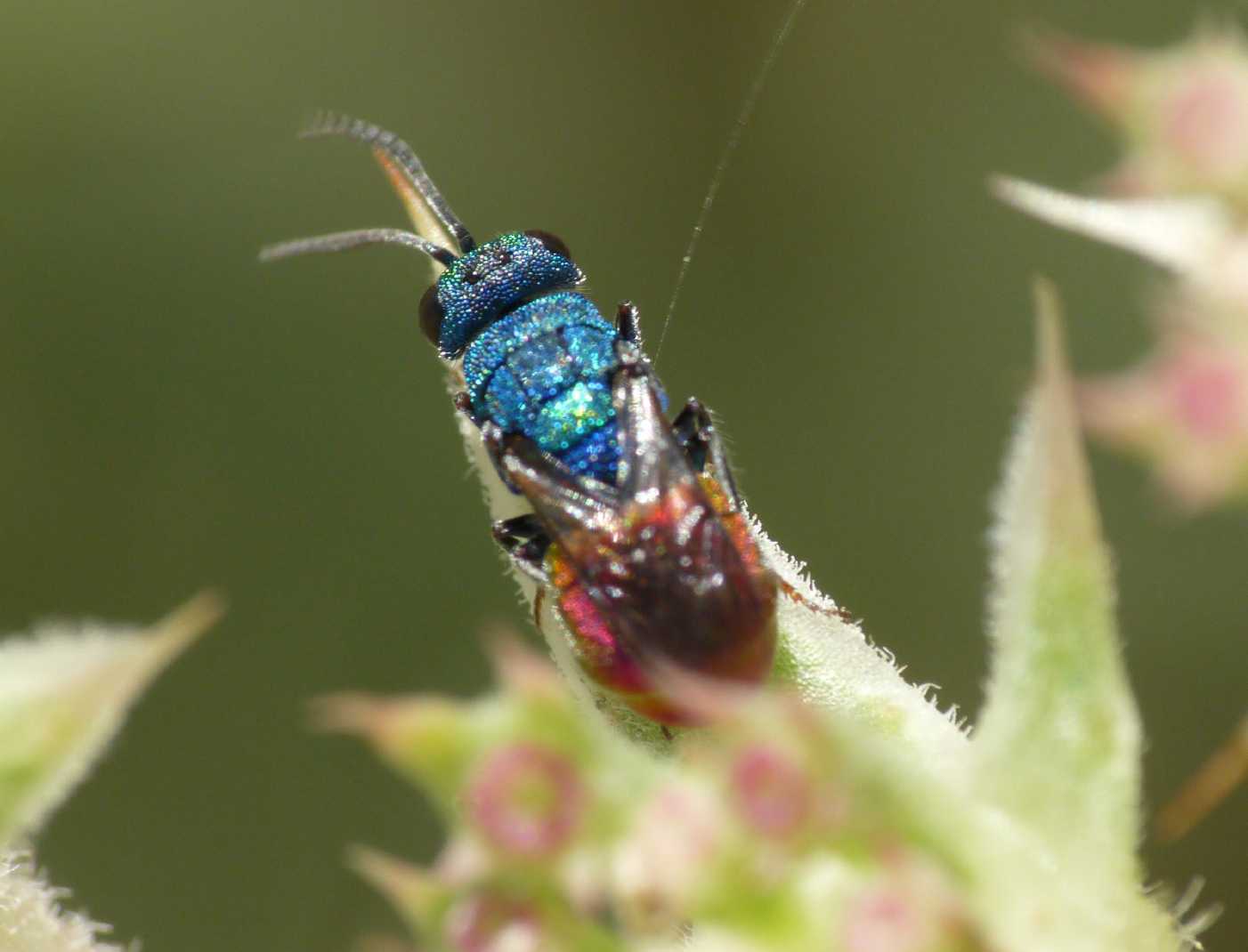 Chrysididae minuscolo